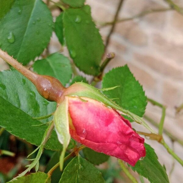 Rosa pendulina Λουλούδι