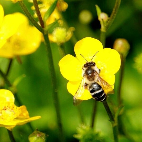 Ranunculus bulbosus Цветок