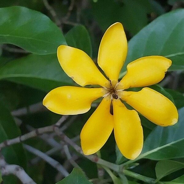 Gardenia tubifera Flor