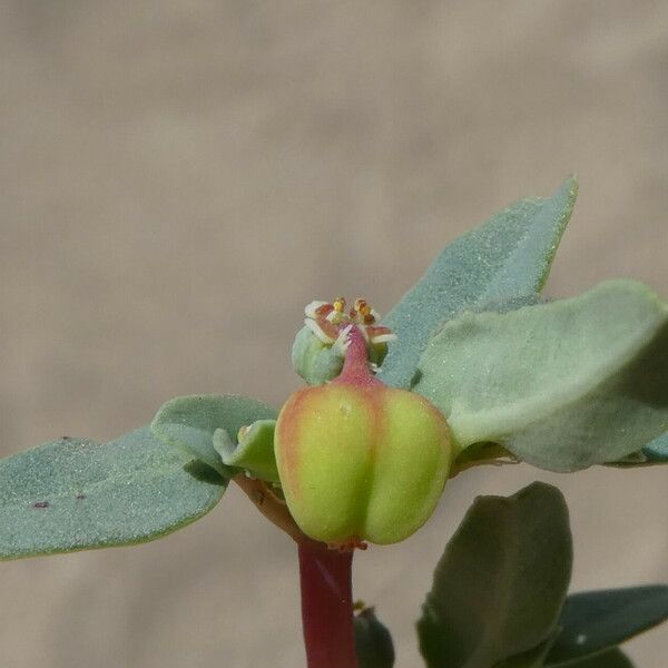 Euphorbia peplis Frucht