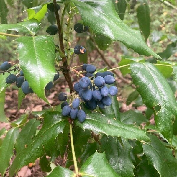 Berberis aquifolium Plod