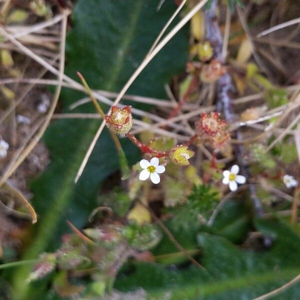 Saxifraga tridactylites Žiedas