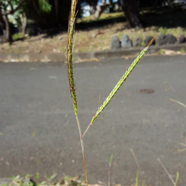 Dichanthium aristatum ᱵᱟᱦᱟ