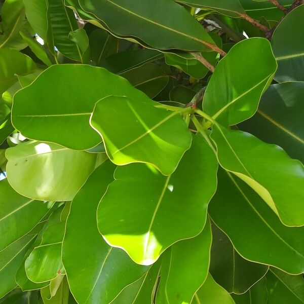 Calophyllum inophyllum Blatt