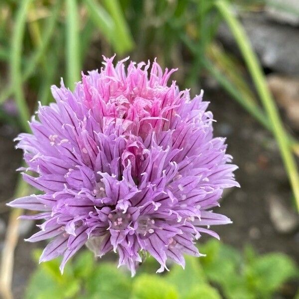 Allium schoenoprasum Λουλούδι