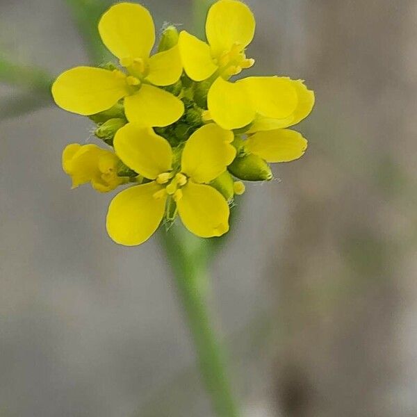 Hirschfeldia incana Flower