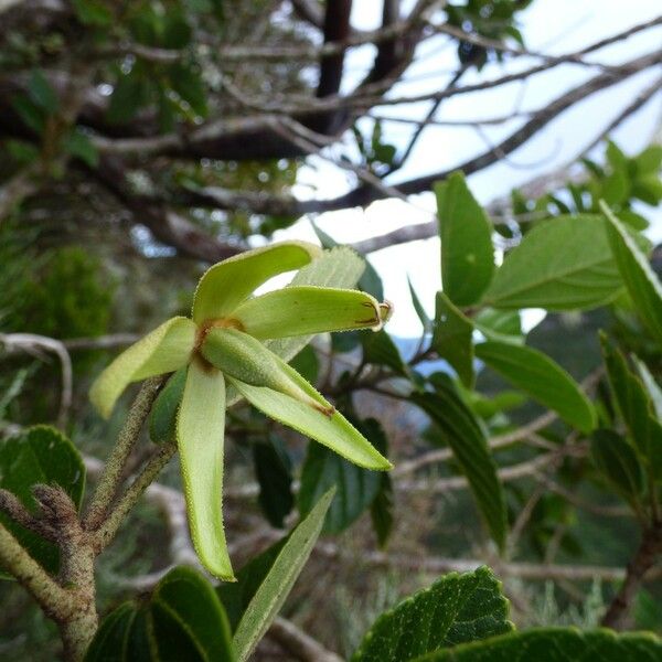 Trochetia granulata Vaisius