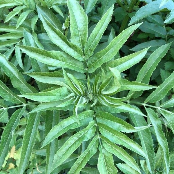 Sambucus ebulus Leaf