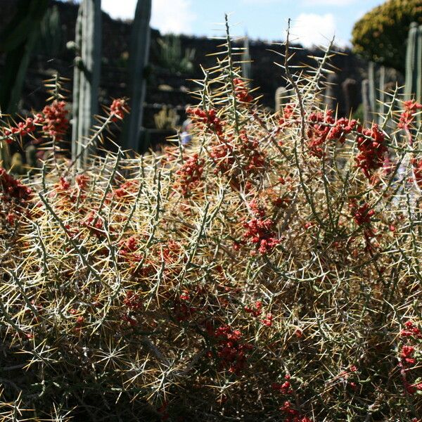 Cylindropuntia leptocaulis Habitus