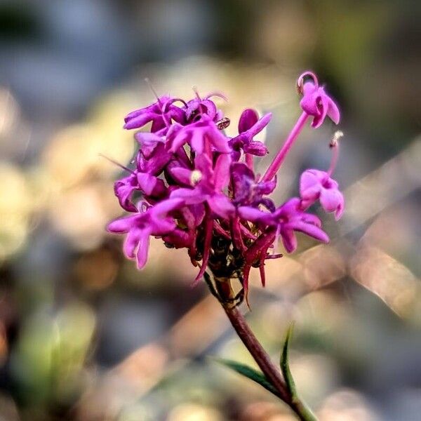 Valeriana lecoqii Õis