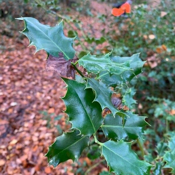 Ilex aquifolium Deilen