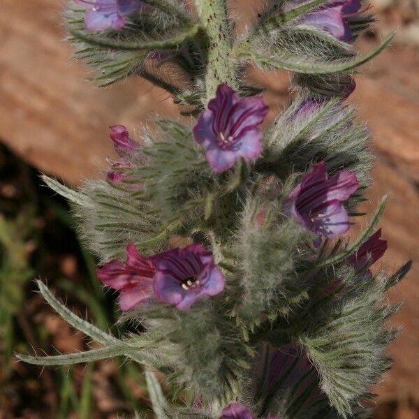 Echium albicans Flor