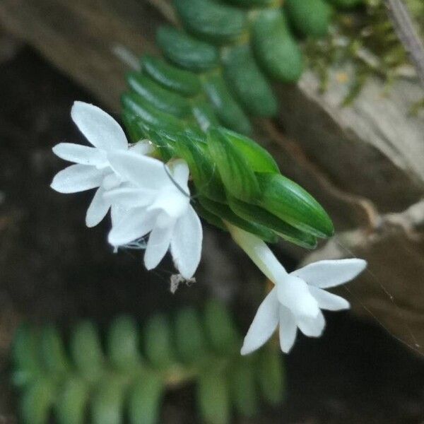 Angraecum distichum Blomma