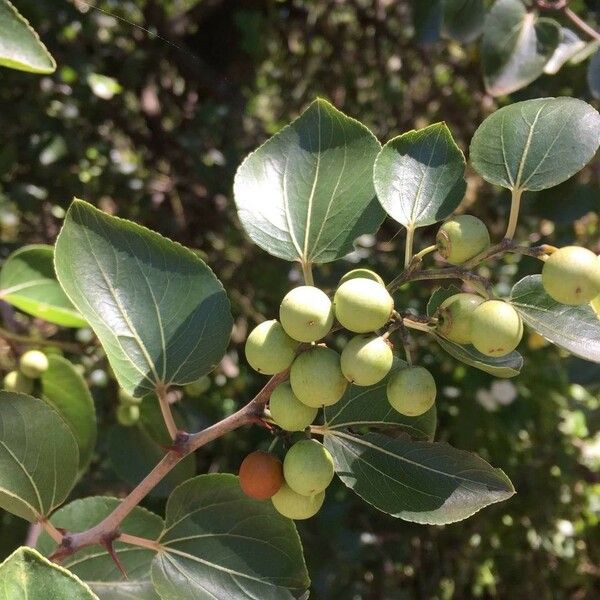 Ziziphus mucronata Fruit