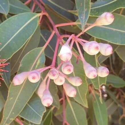 Corymbia ficifolia Vrucht