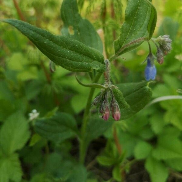 Mertensia paniculata Flower