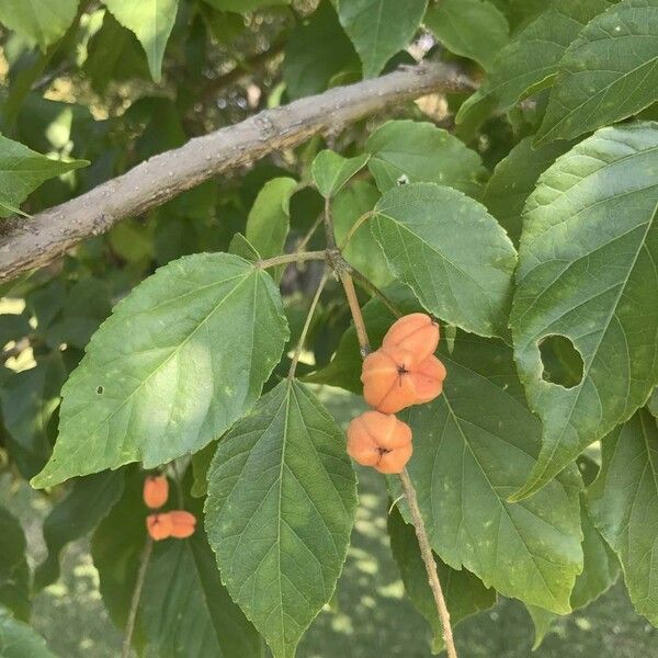 Croton sylvaticus Fruit
