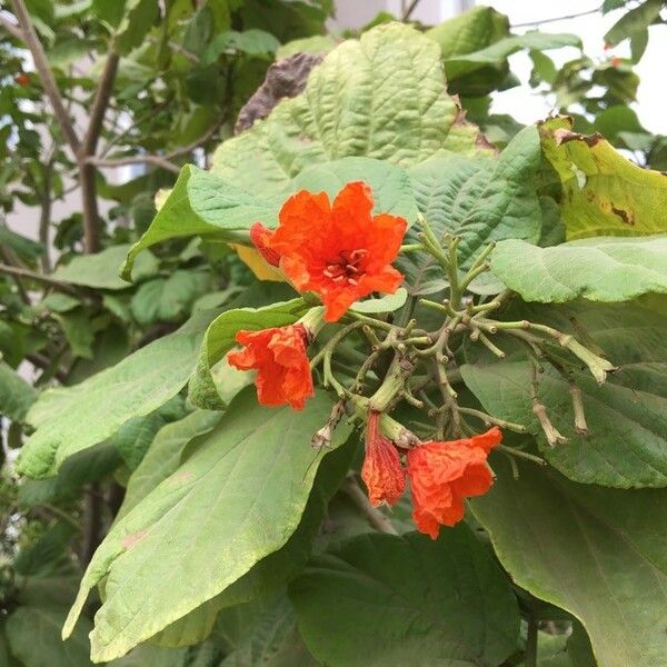 Cordia africana Flower