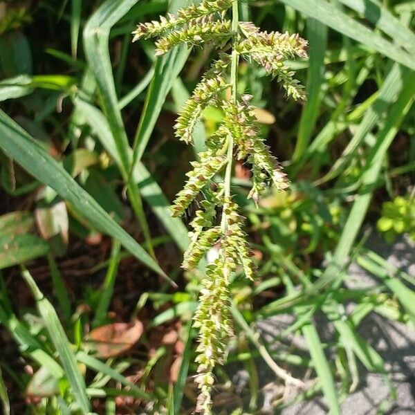 Echinochloa crus-galli Blüte