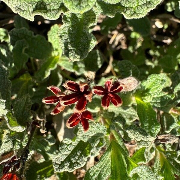 Cistus crispus Frucht