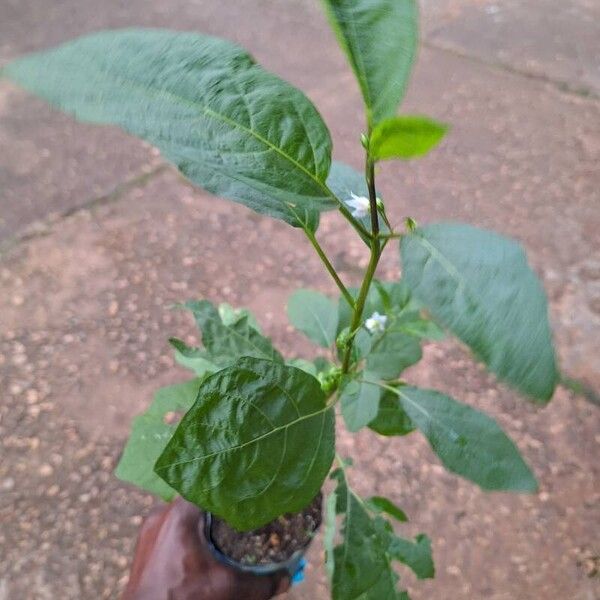 Solanum aethiopicum Liść