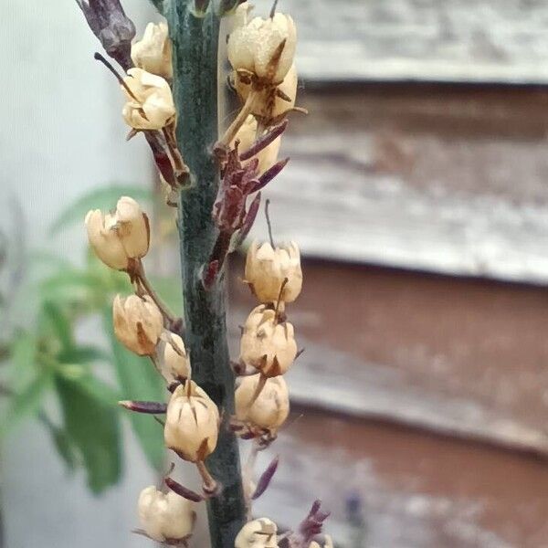 Linaria purpurea Fruit