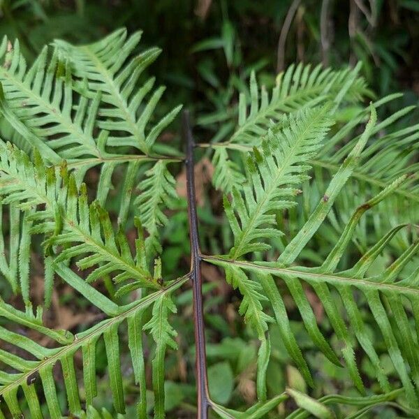 Pteris dentata Folla