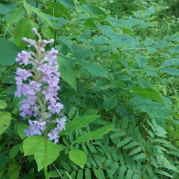 Platanthera psycodes Fiore