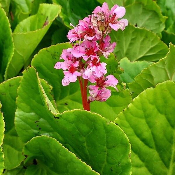 Bergenia crassifolia പുഷ്പം