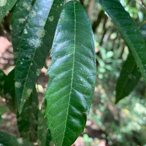 Sorocea bonplandii Leaf