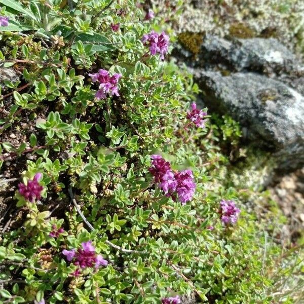 Thymus serpyllum Liść