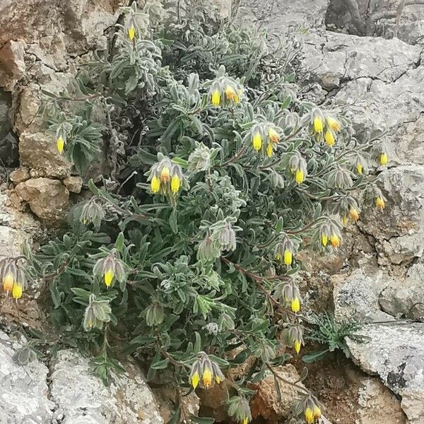 Onosma frutescens Blatt