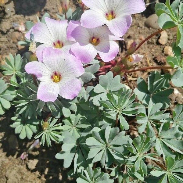 Oxalis adenophylla Flors