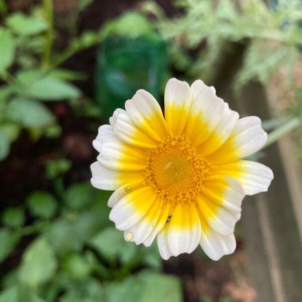 Glebionis coronaria Flor