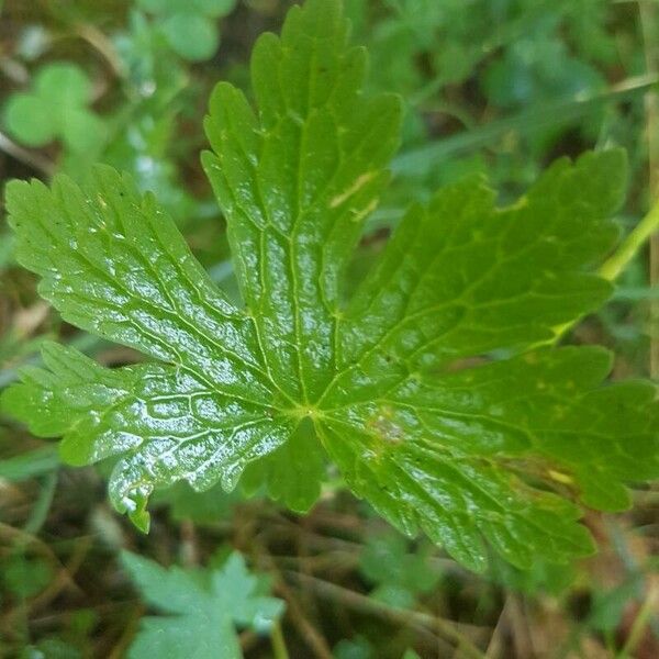 Geranium maculatum Лист