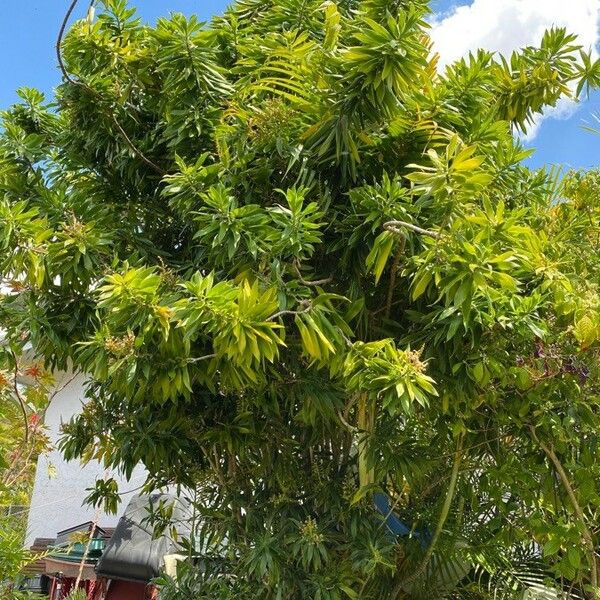 Dracaena mannii Yaprak