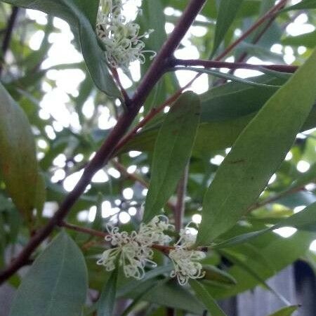 Hakea salicifolia Flower