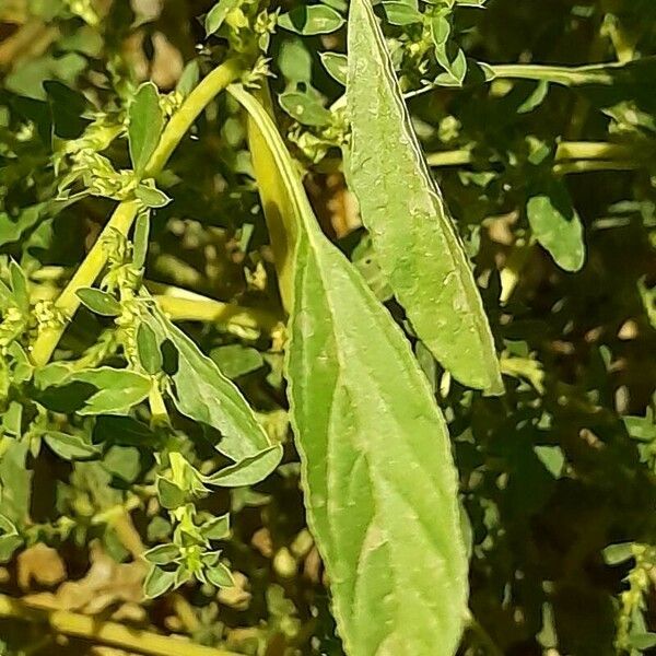 Amaranthus albus Leaf
