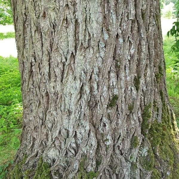 Juglans nigra Bark