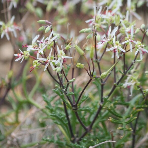 Pelargonium ceratophyllum