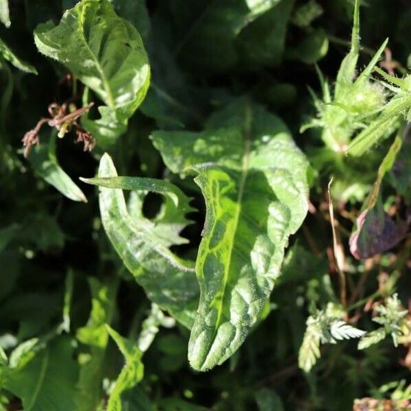 Crepis setosa Blad