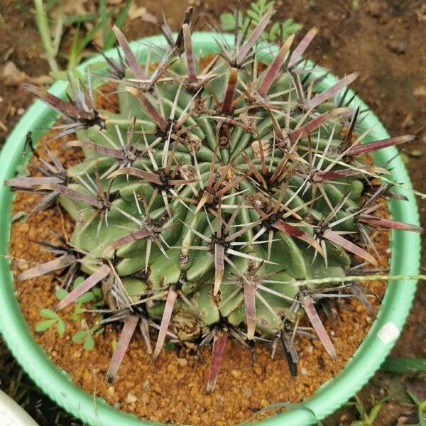 Ferocactus latispinus 葉