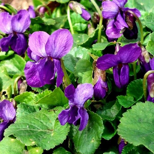 Viola odorata Çiçek