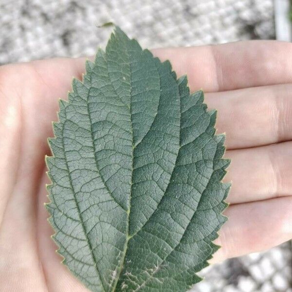 Celtis australis Frunză