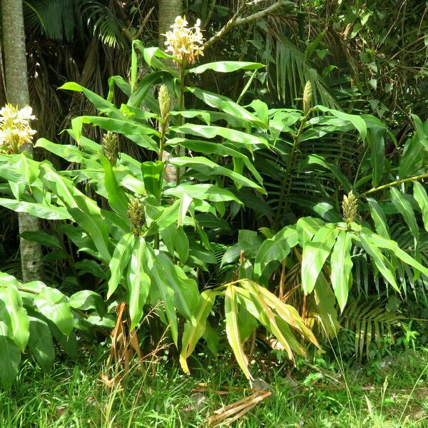 Hedychium flavescens Plante entière