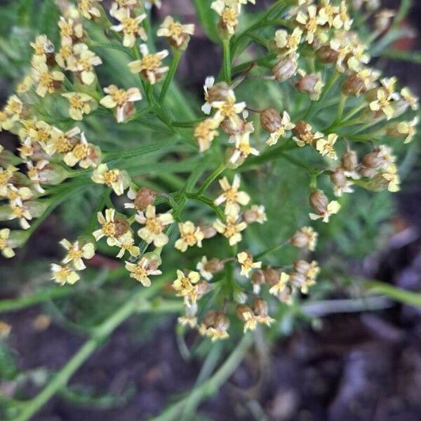 Achillea chamaemelifolia Flower