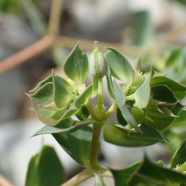 Euphorbia falcata Fruto