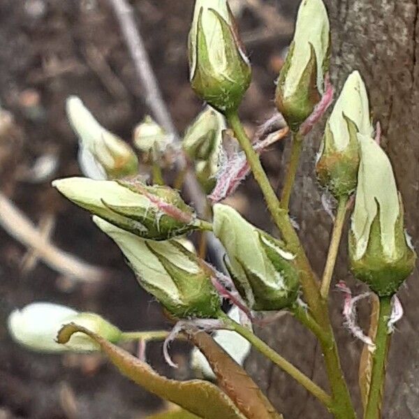 Amelanchier laevis Flower