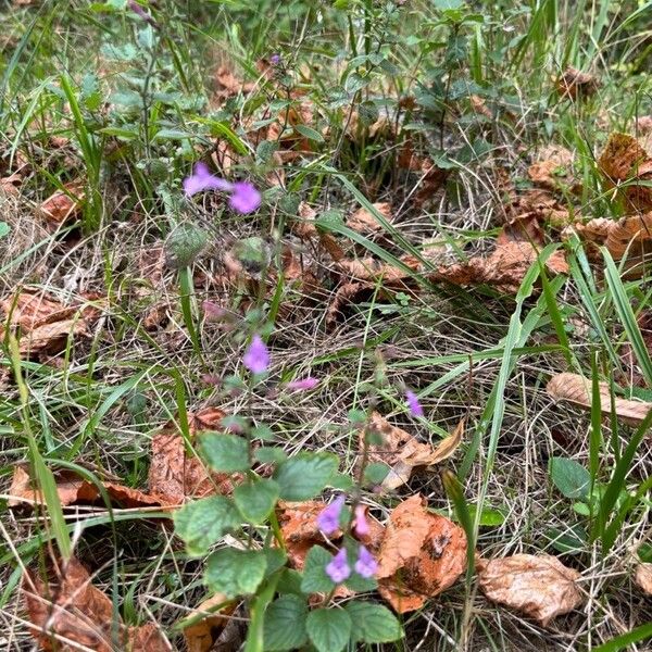 Clinopodium menthifolium Habitus