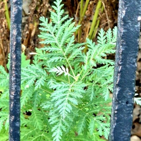 Artemisia gmelinii Leaf